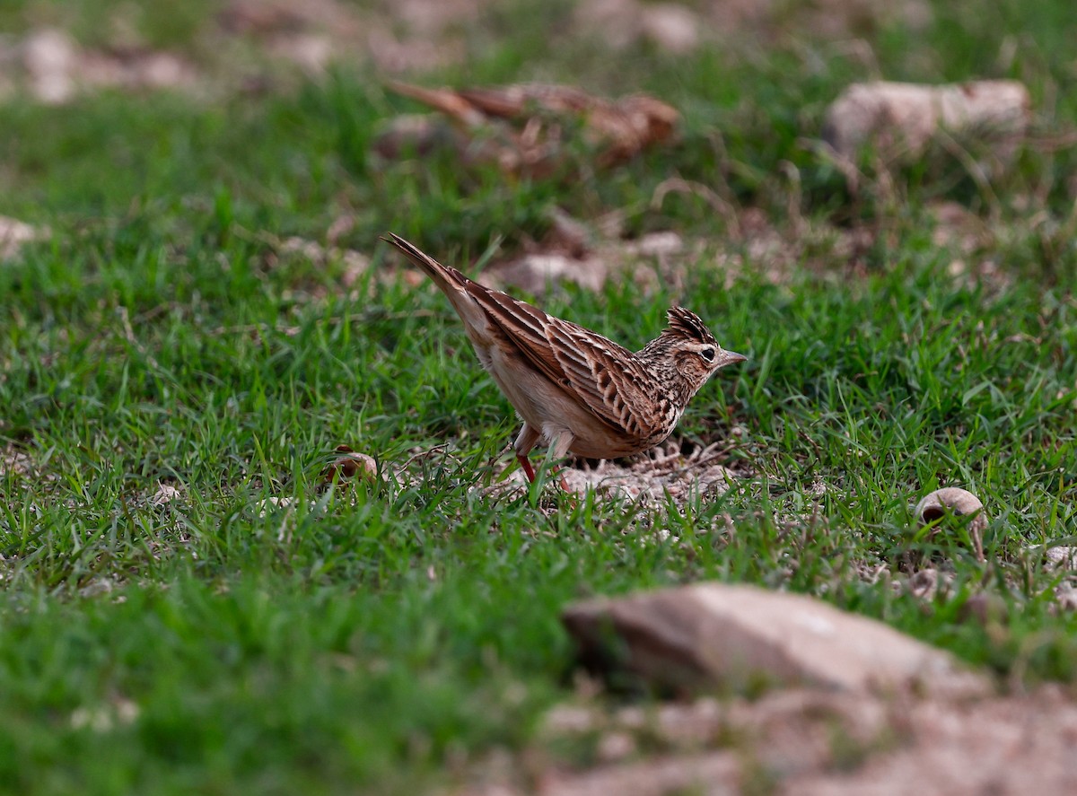 Alouette gulgule - ML647896917