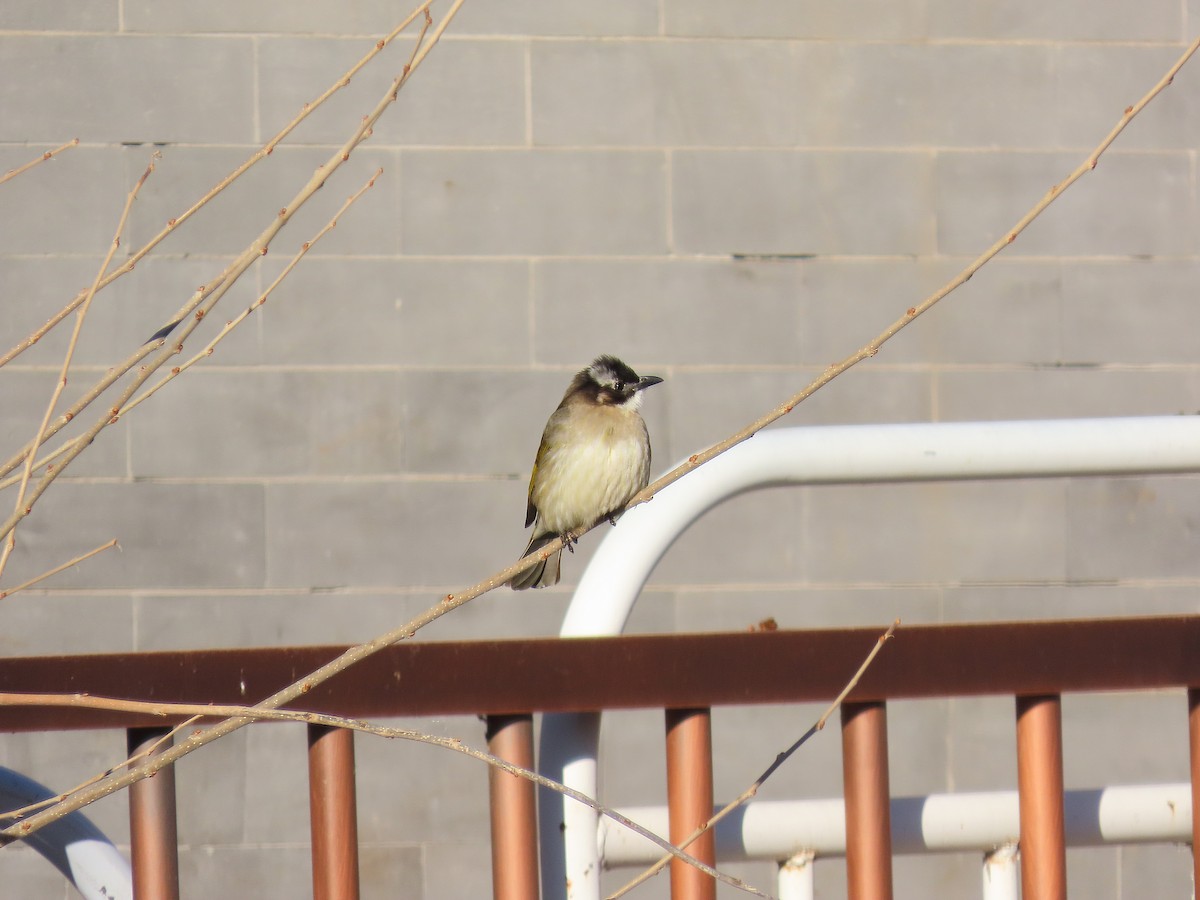 Bulbul de Chine - ML647896920