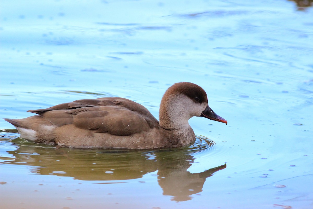 Nette rousse - ML647896921
