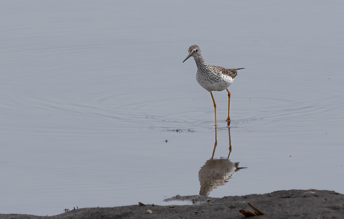 Lesser Yellowlegs - ML647896922