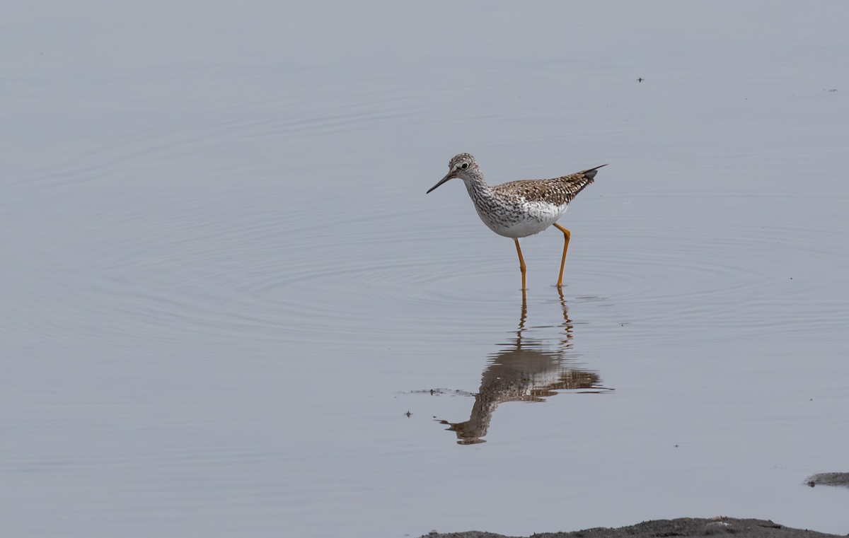 Lesser Yellowlegs - ML647896923