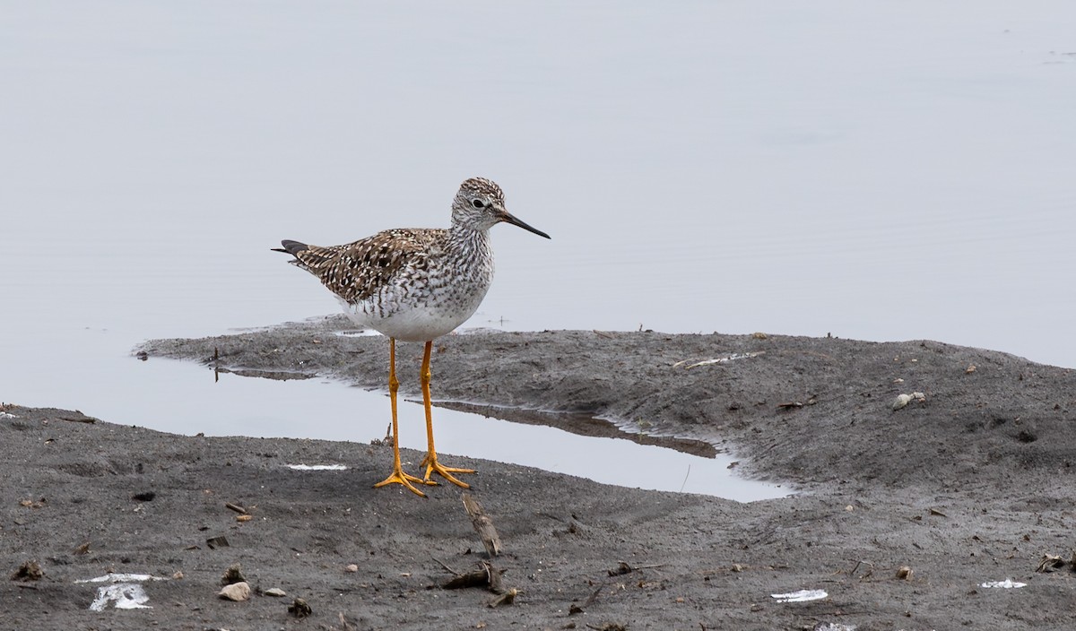 Lesser Yellowlegs - ML647896924