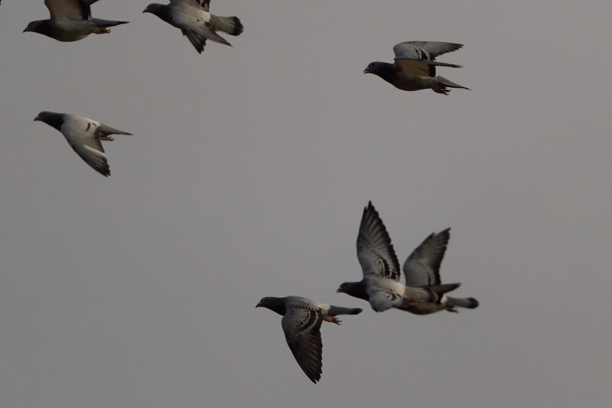 Pigeon biset (forme domestique) - ML647896925