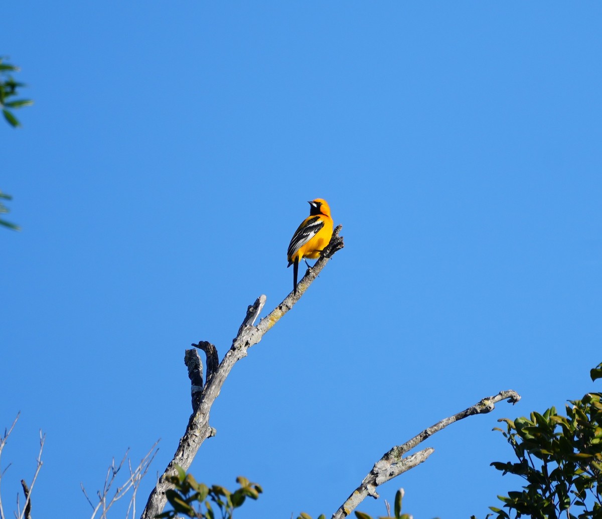 Oriole orange - ML647896928