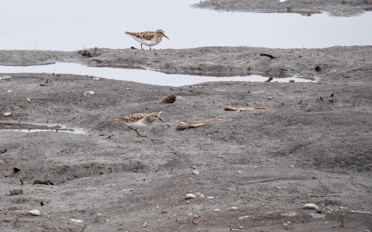 Least Sandpiper - ML647896929