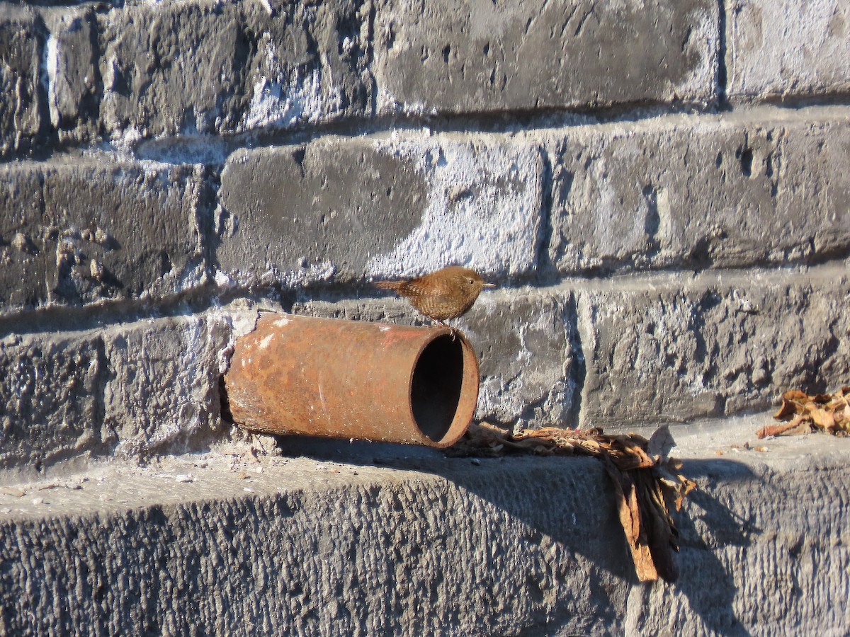 Troglodyte mignon - ML647896930