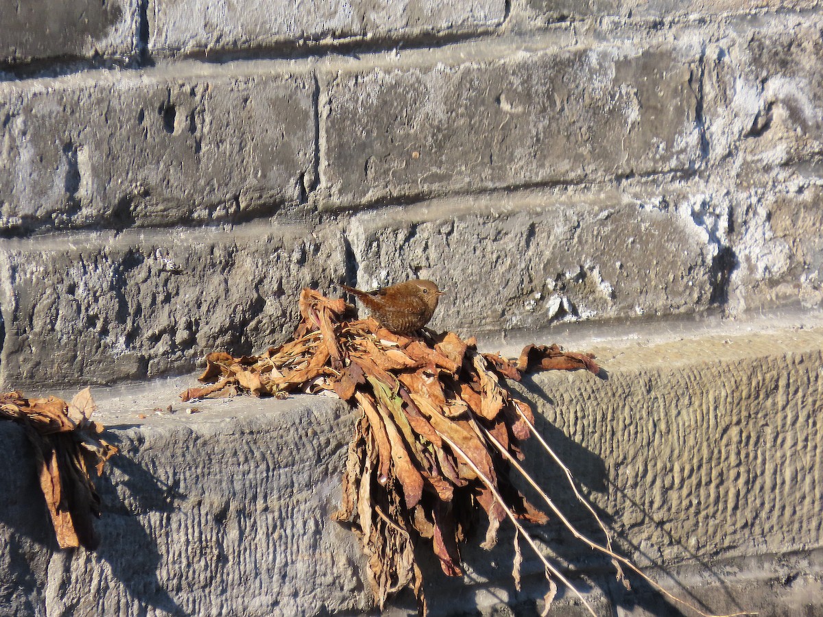 Troglodyte mignon - ML647896931