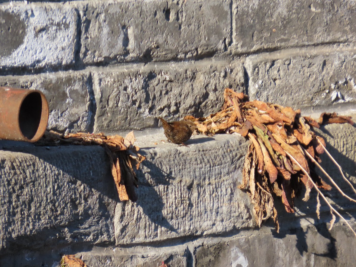 Troglodyte mignon - ML647896932