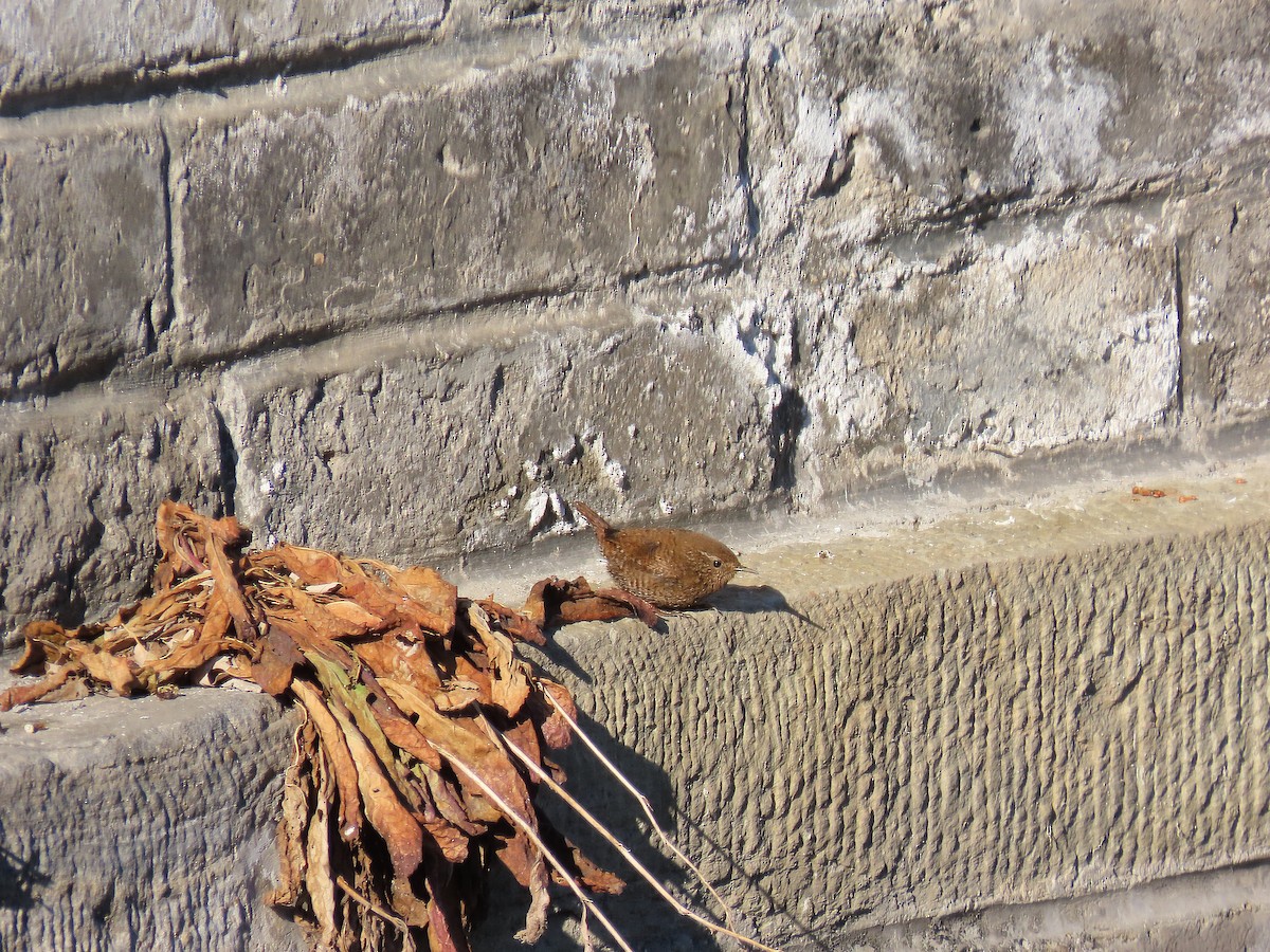 Troglodyte mignon - ML647896933