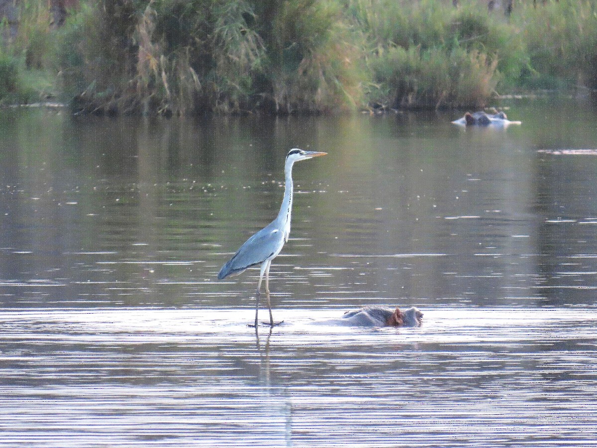 Héron cendré - ML647896934