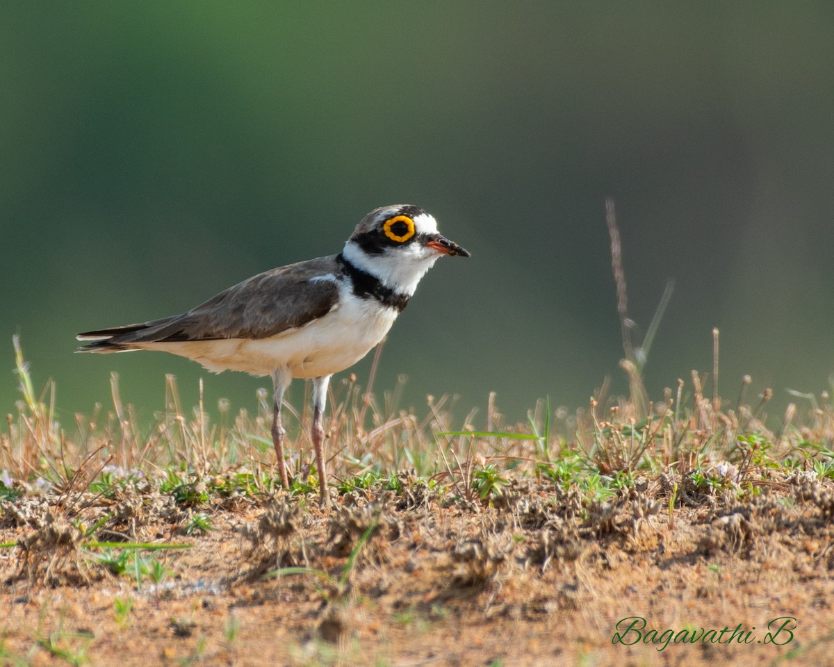 Pluvier petit-gravelot - ML647896937