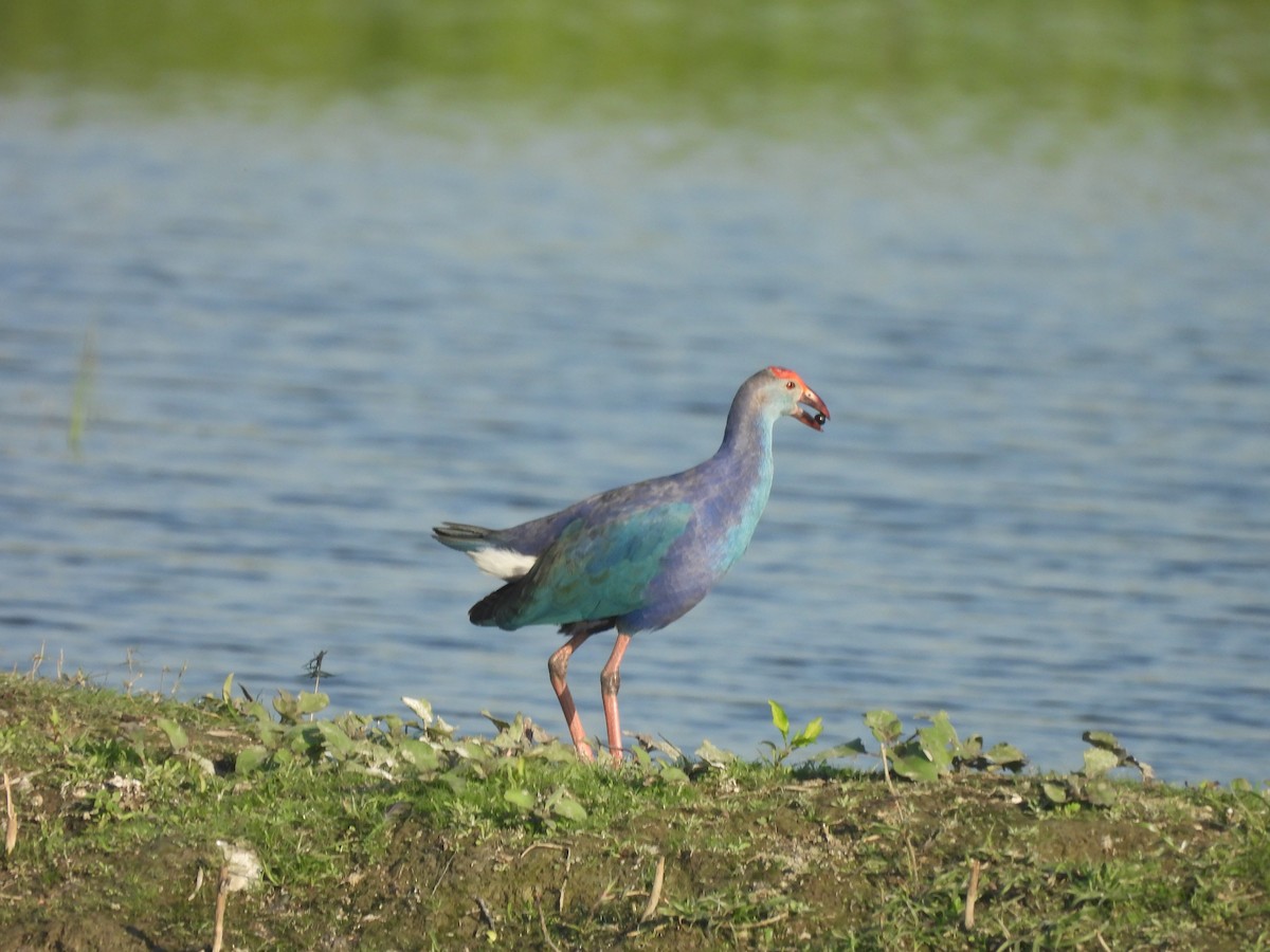 Talève à tête grise - ML647896938