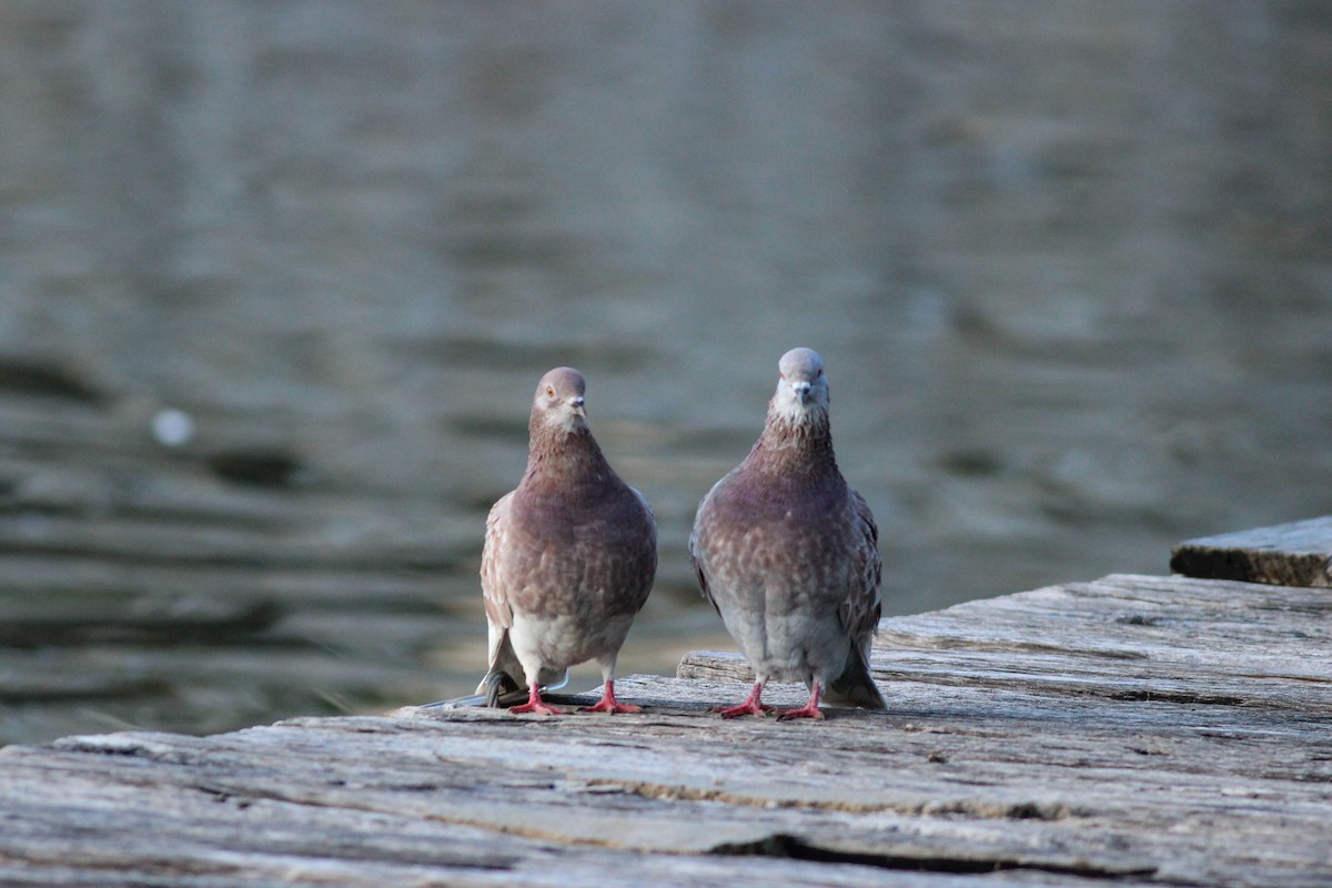 Pigeon biset (forme domestique) - ML647896940