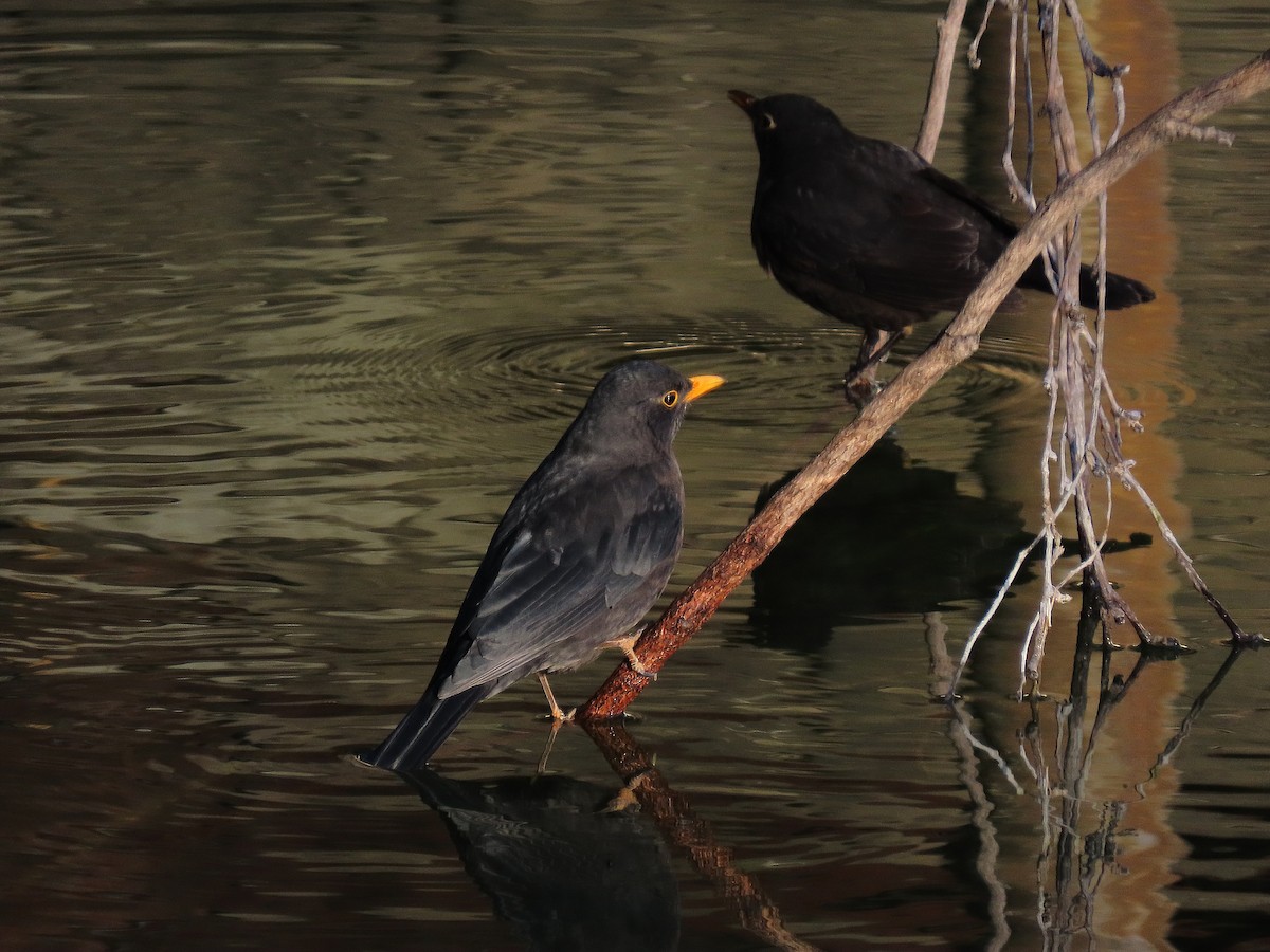 Merle de Chine - ML647896941