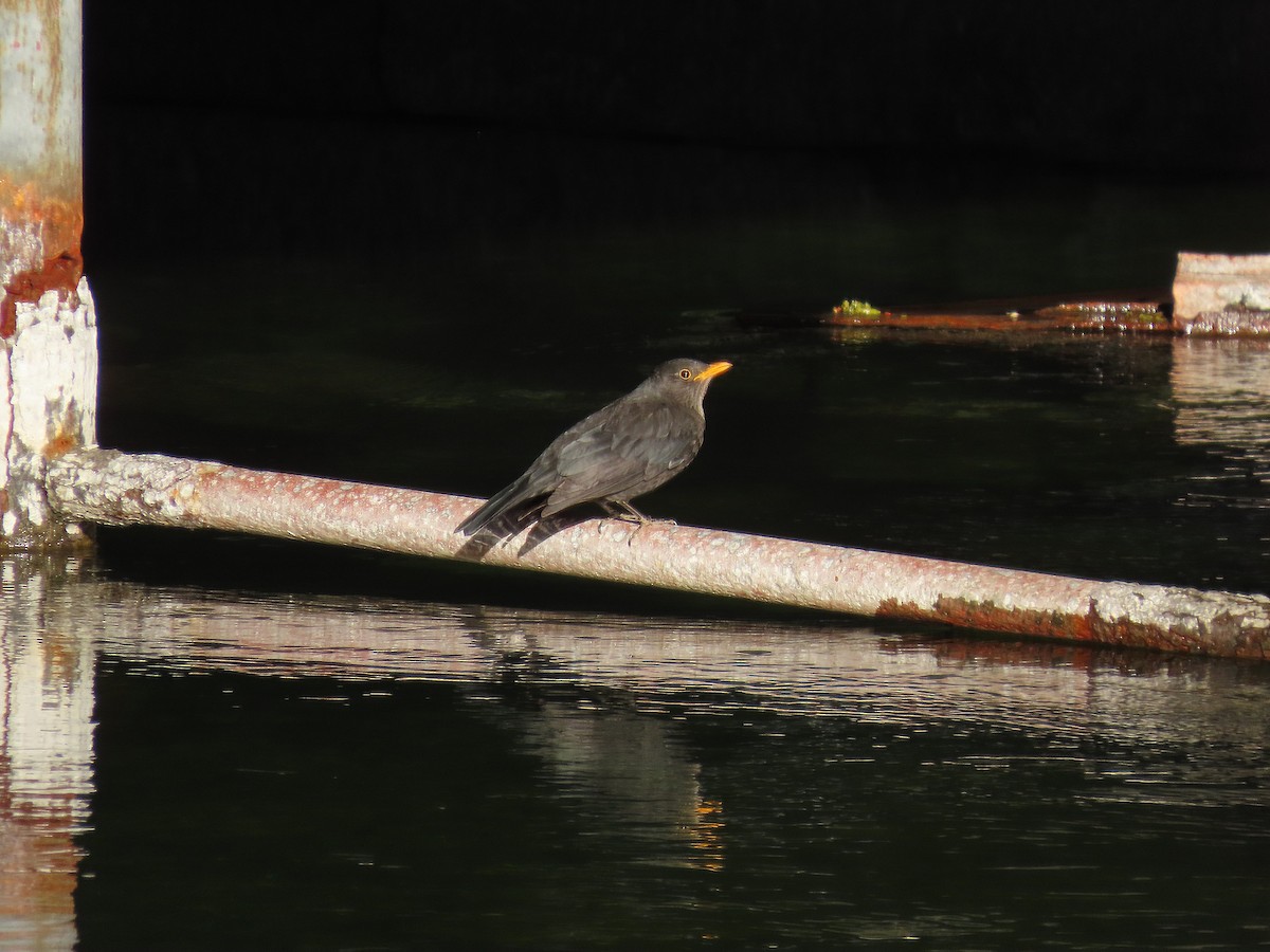 Merle de Chine - ML647896942