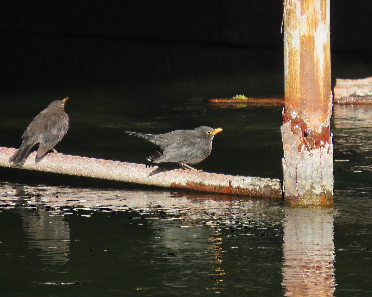 Merle de Chine - ML647896943