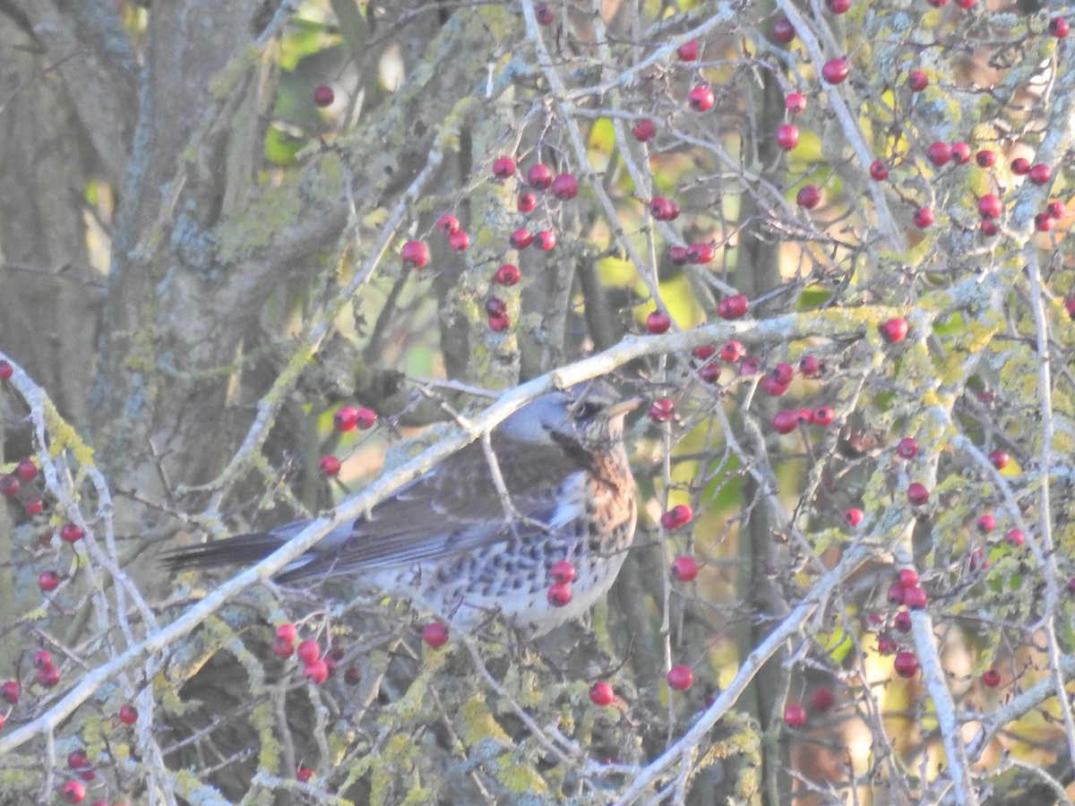 Grive litorne - ML647896944