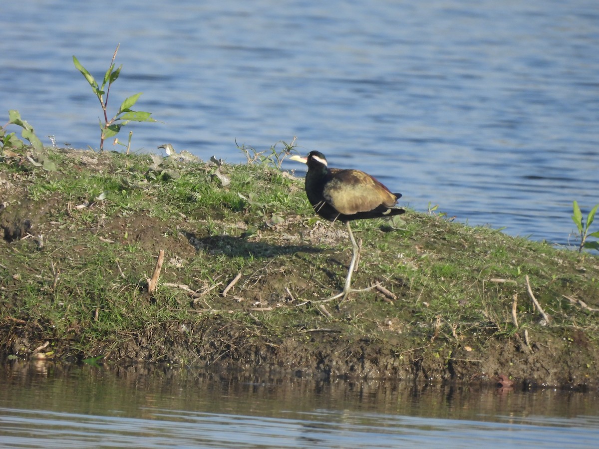 Jacana bronzé - ML647896945