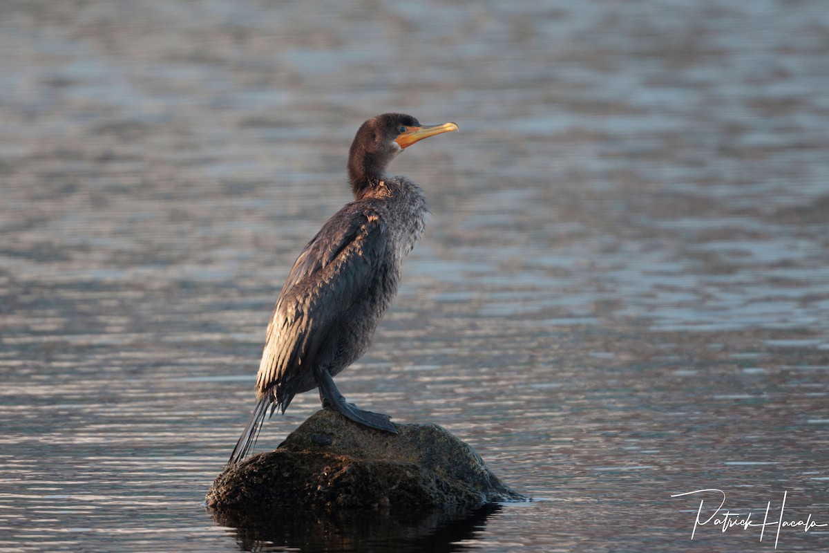 Cormoran à aigrettes - ML647896946