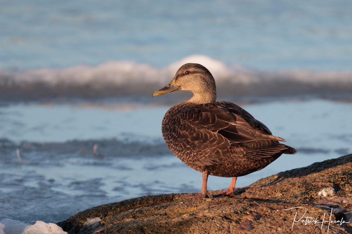 Canard noir - ML647896949