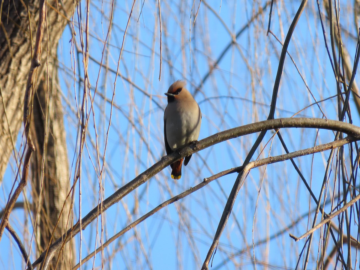 Bohemian Waxwing - ML647896957