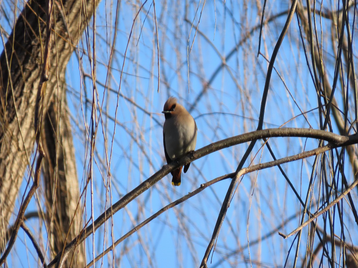 Bohemian Waxwing - ML647896959