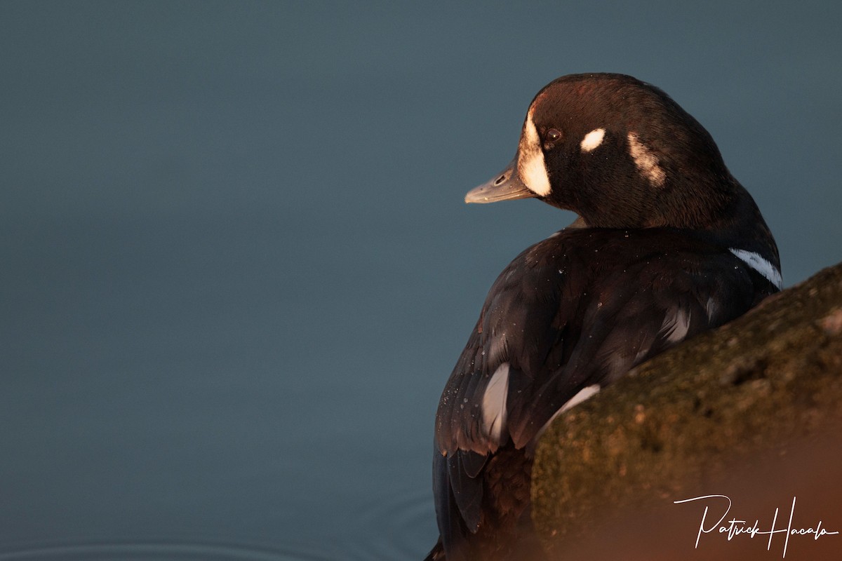 Ahate arlekina - ML647896962