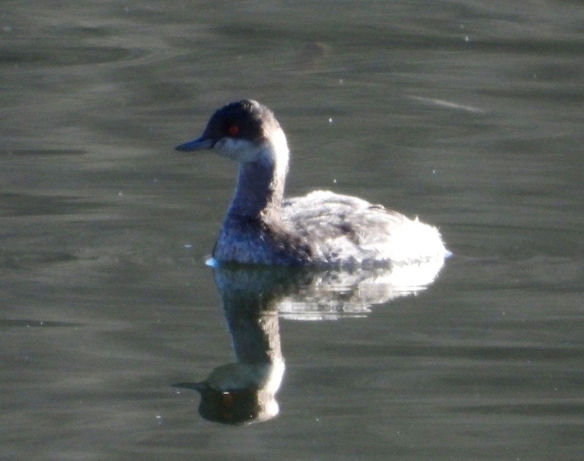 potápka černokrká - ML647897036