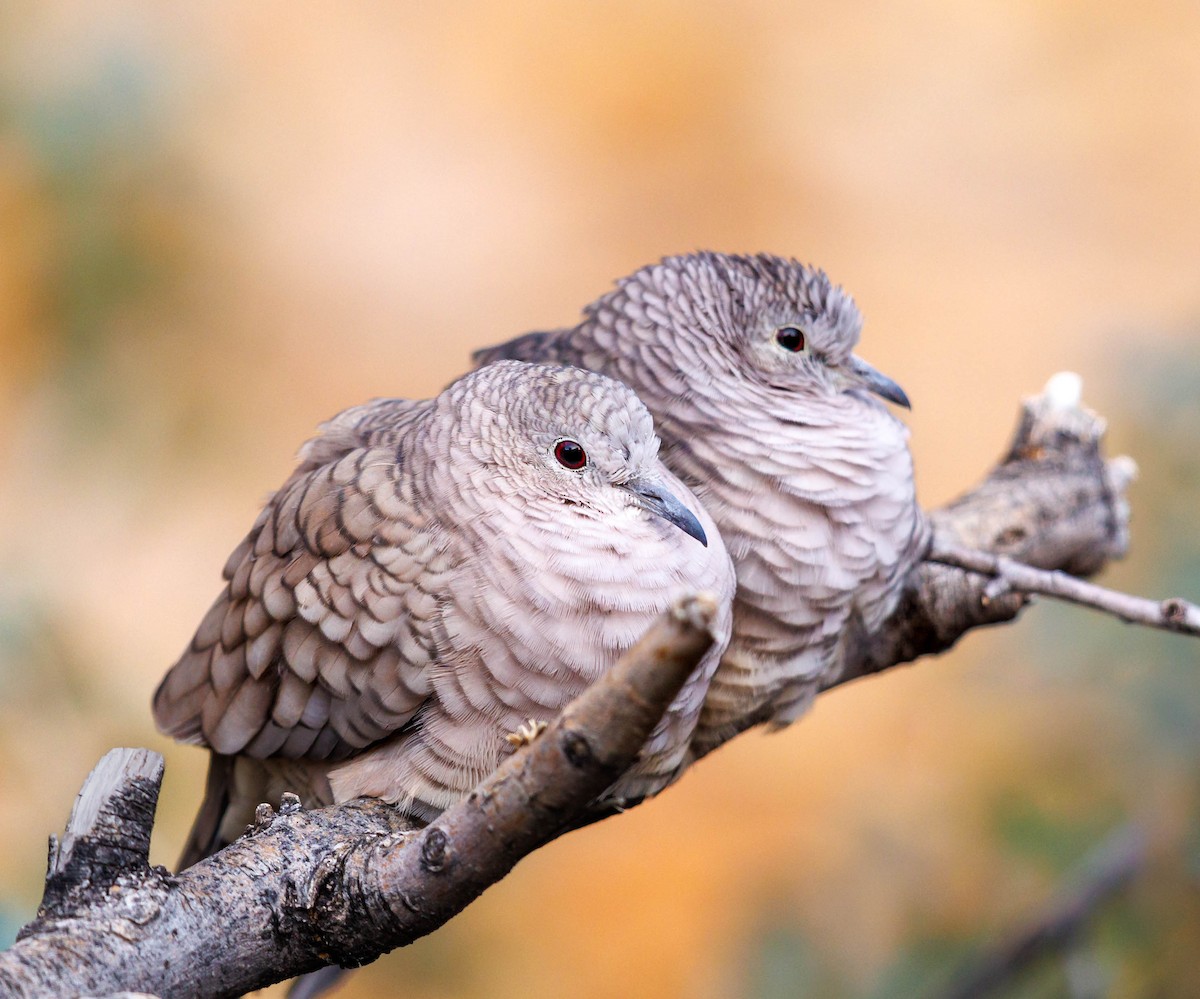 Inca Dove - ML647897172