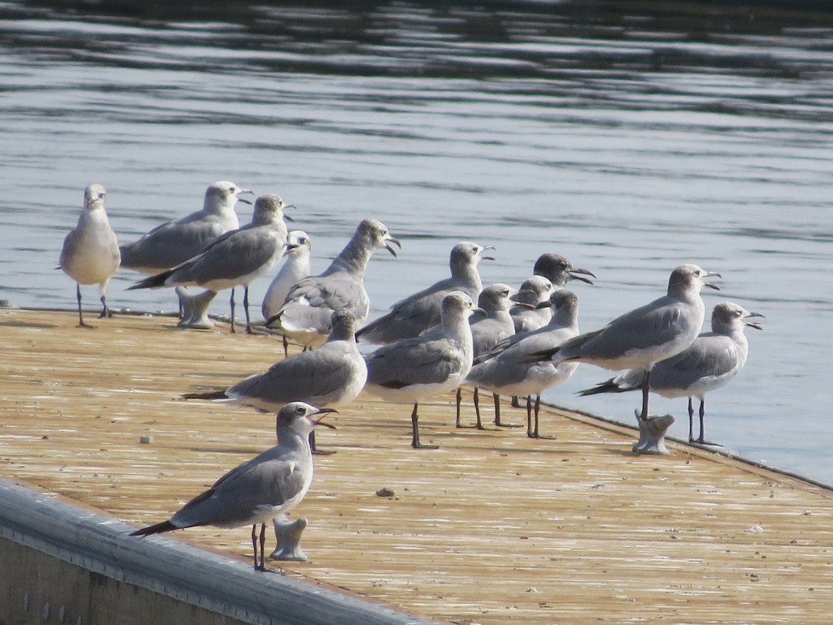 ワライカモメ - ML647897210