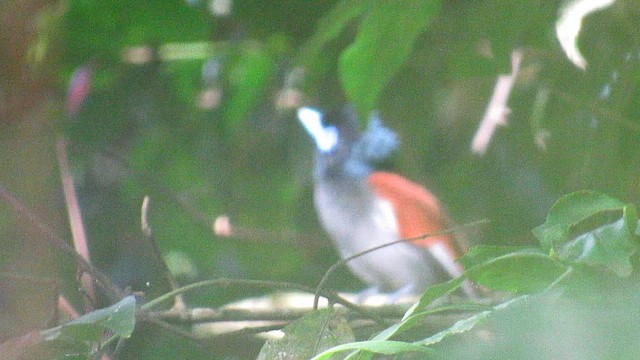 lejskovec africký - ML647897266