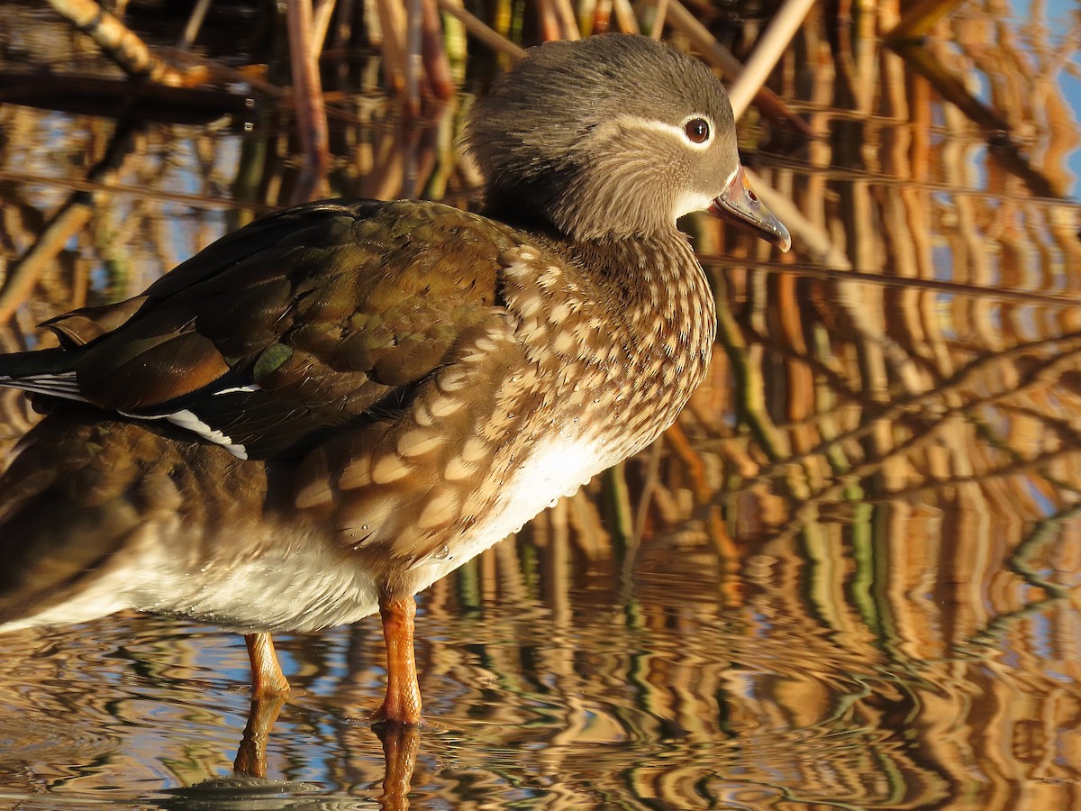 Мандаринка - ML647897279