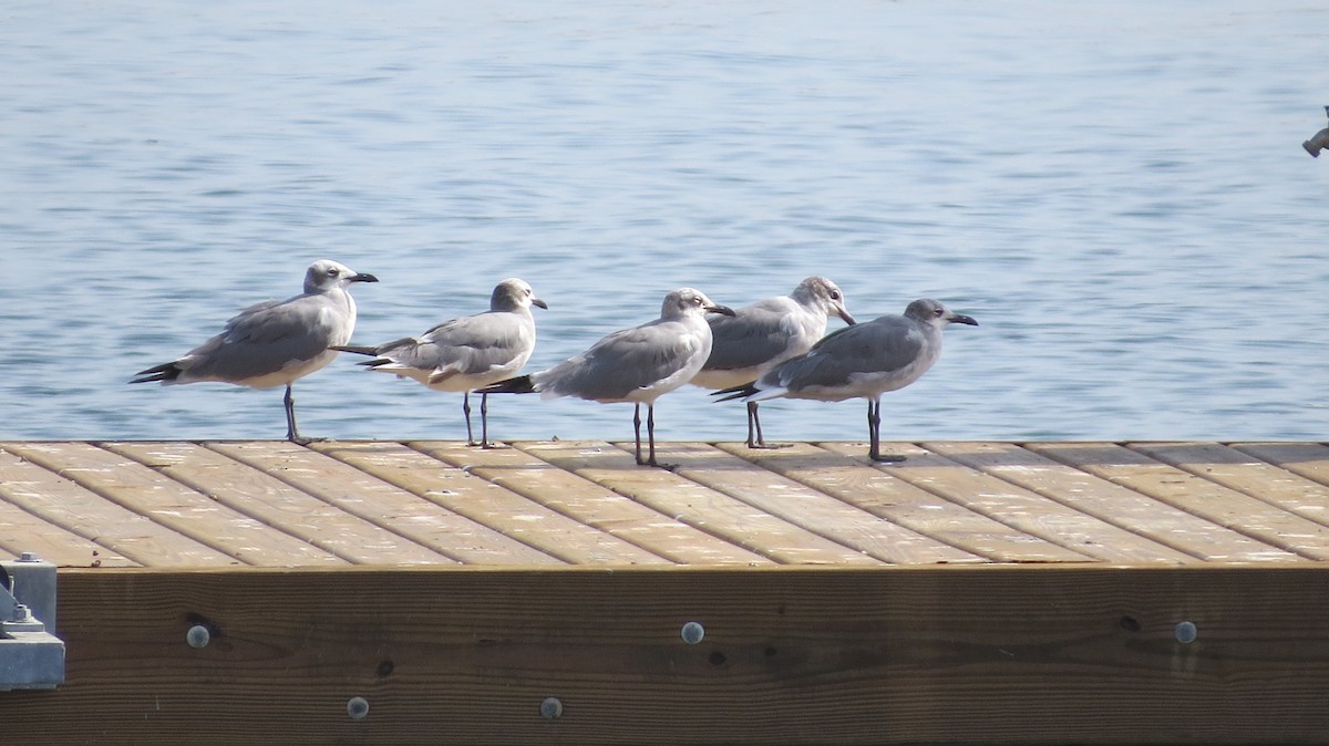 ワライカモメ - ML647897320