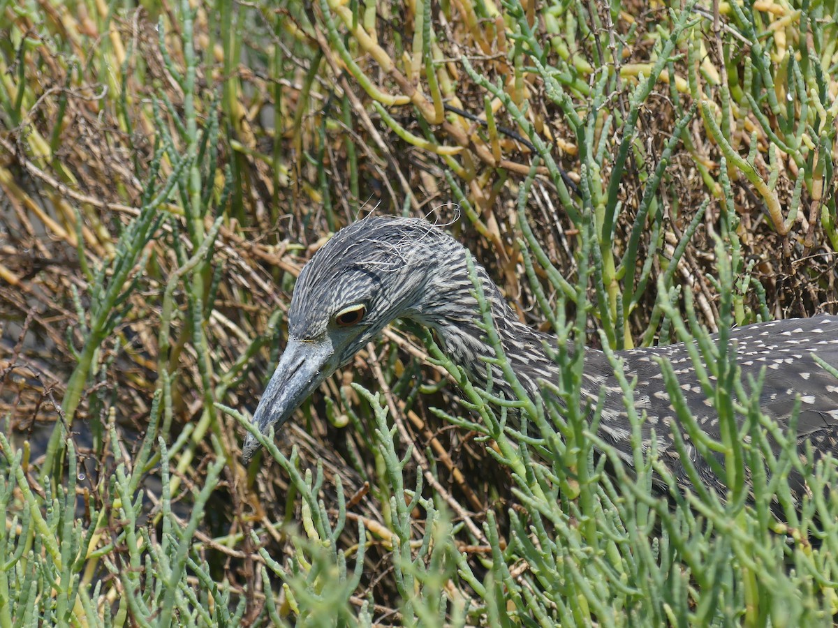 Yellow-crowned Night Heron - ML647897321