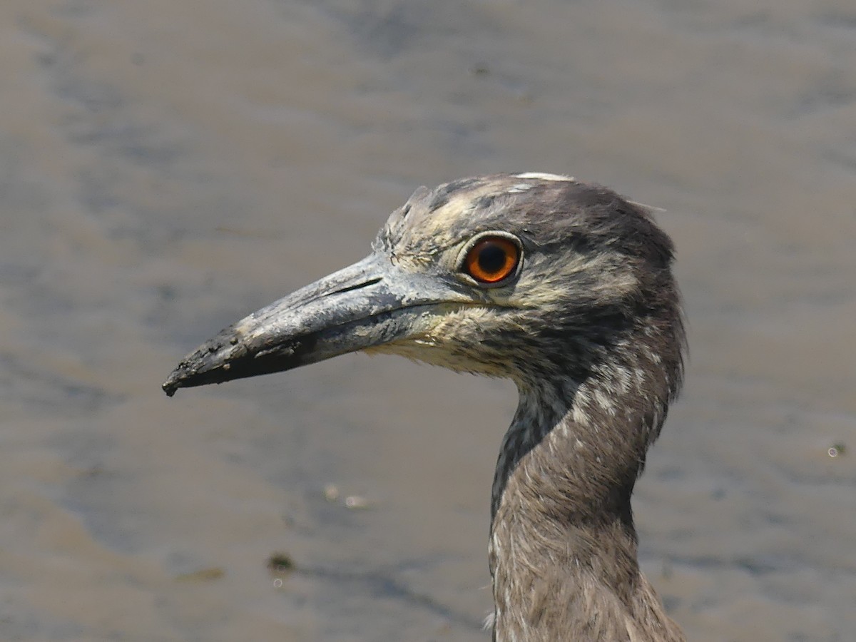 Yellow-crowned Night Heron - ML647897322