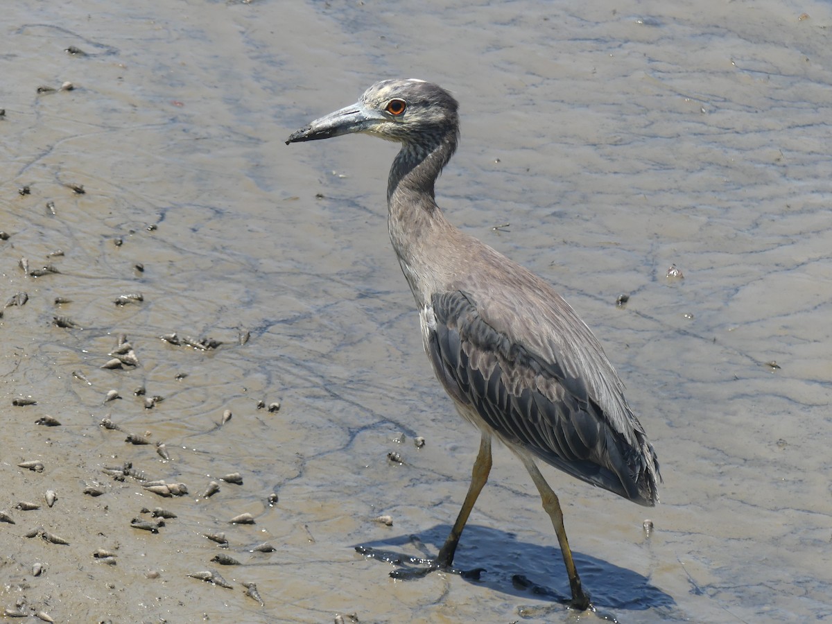 Yellow-crowned Night Heron - ML647897323