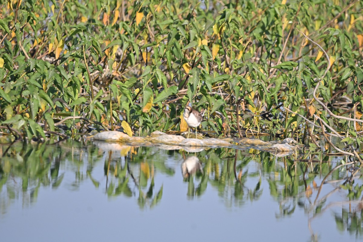 fasanbladhøne - ML647897355