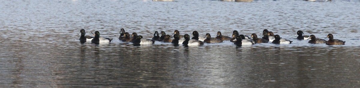 Морская чернеть - ML647897356