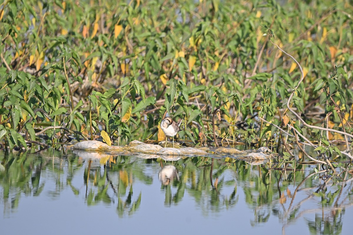 fasanbladhøne - ML647897358