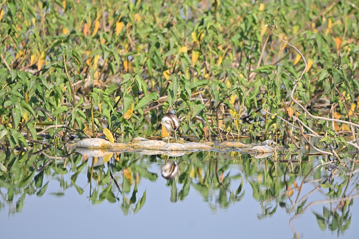 fasanbladhøne - ML647897359