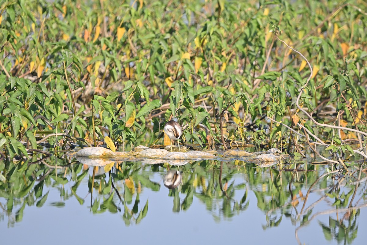 fasanbladhøne - ML647897360