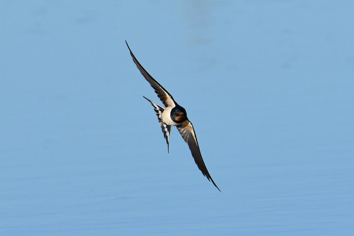 Ластівка сільська - ML647897505