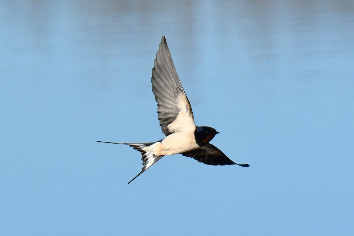 Ластівка сільська - ML647897506