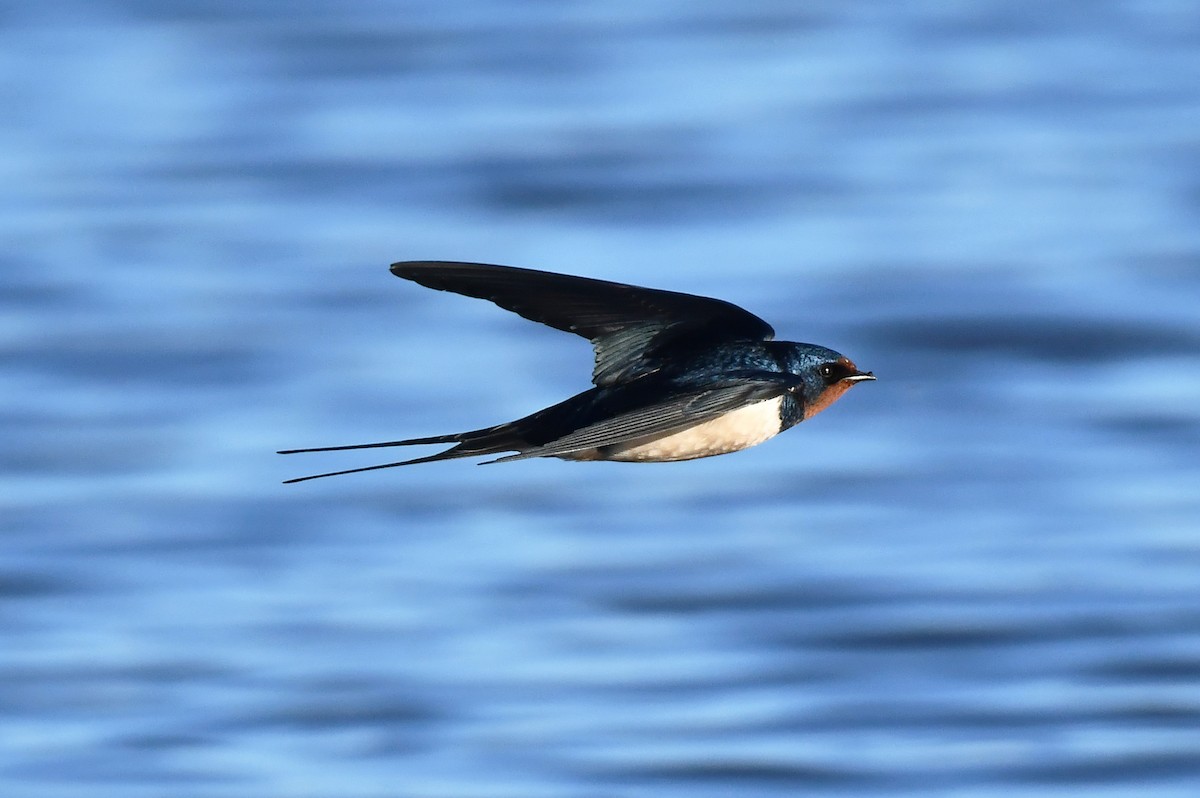 Ластівка сільська - ML647897507