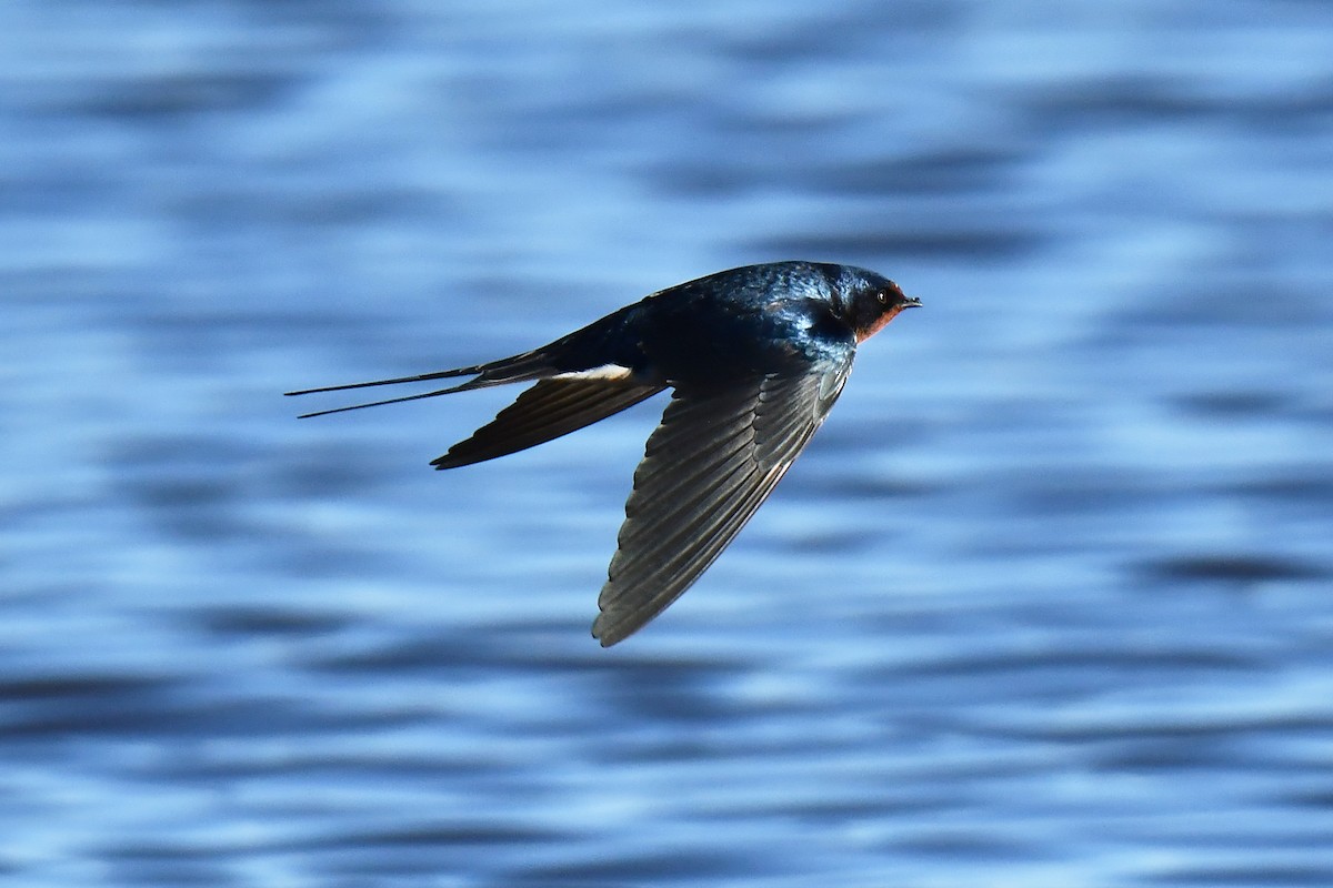 Ластівка сільська - ML647897508