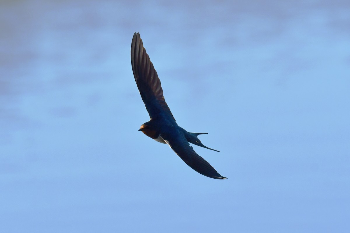 Ластівка сільська - ML647897509