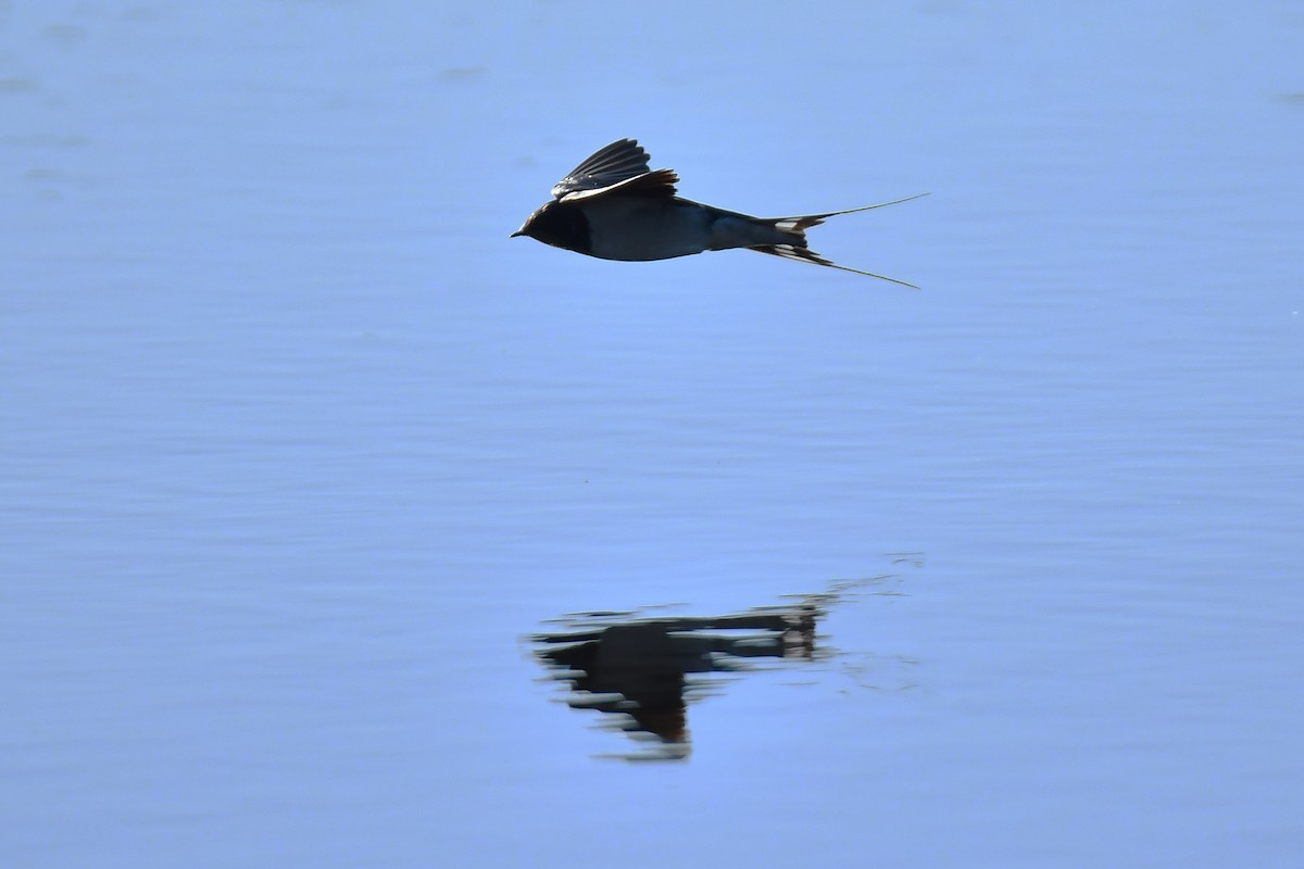 Ластівка сільська - ML647897510