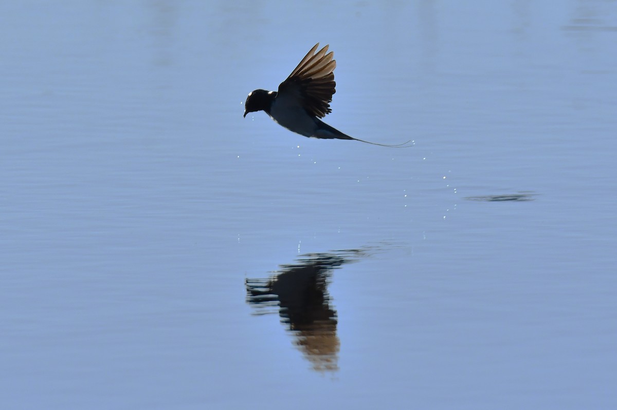 Ластівка сільська - ML647897511
