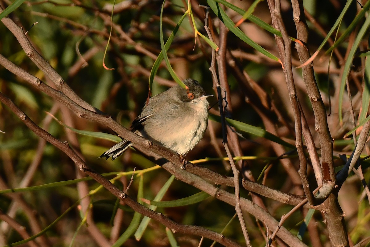 Sardinian Warbler - ML647897521