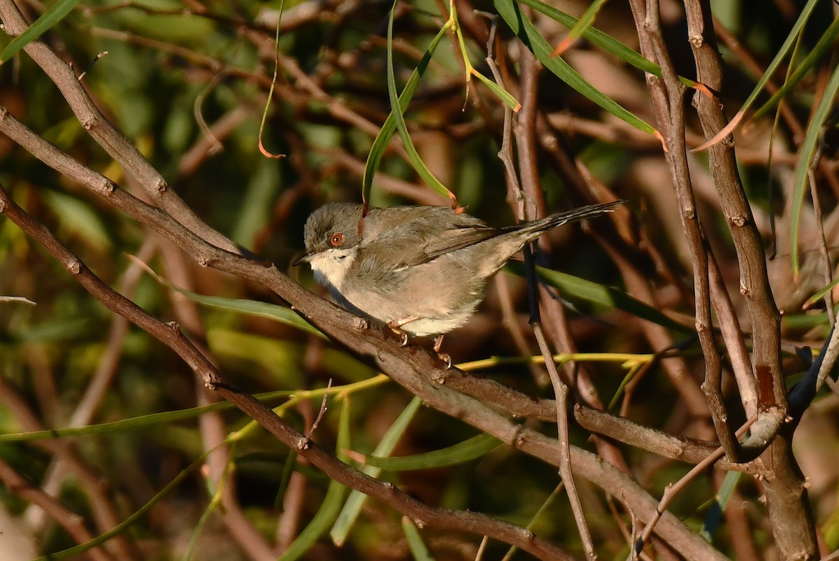 Sardinian Warbler - ML647897522